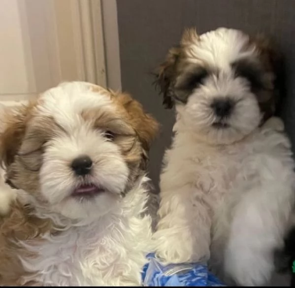 2 Bellissimi cuccioli di Shihtzu