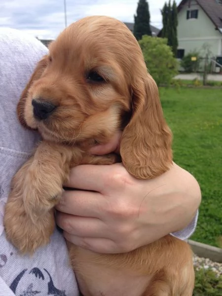 Regalo CUCCIOLI COCKER SPANIEL 1 maschio e 2 femmine .I cuccioli verranno con PEDIGREE, microchip, v