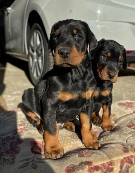 Regalo adorabili cuccioli Dobermann femminucce e maschietti gratuita i cuccioli sono vaccinati sverm