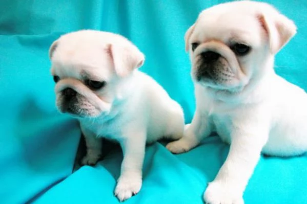 Abbiamo adorabili cuccioli di carlino pronti per le loro nuove case