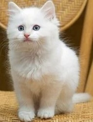 Gattini Ragdoll - Pedigree registrato