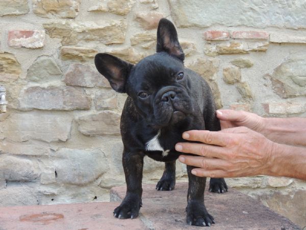 Cucciolo bouledogue  | Foto 1