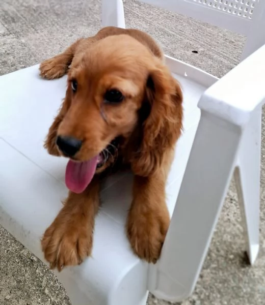 Charli cucciolo di Cocker spaniel di tre mesi | Foto 7