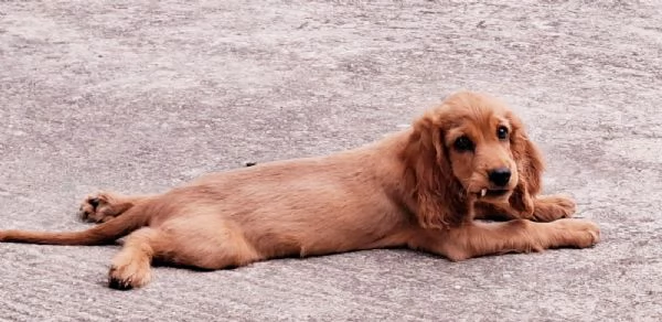 Charli cucciolo di Cocker spaniel di tre mesi | Foto 4