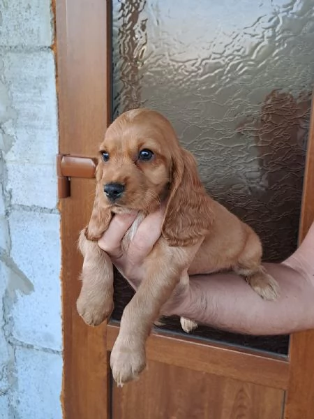 Charli cucciolo di Cocker spaniel di tre mesi | Foto 0