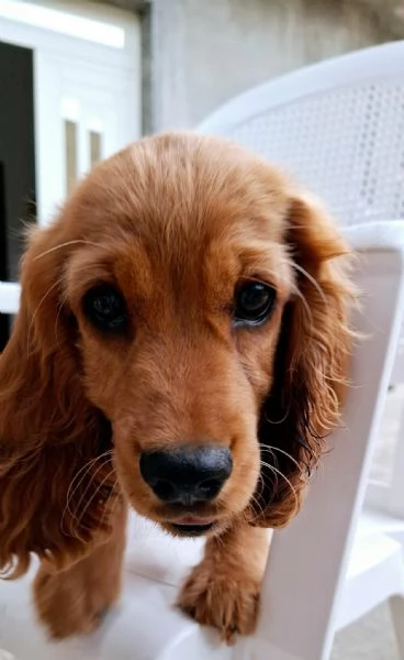 Charli cucciolo di Cocker spaniel  | Foto 4