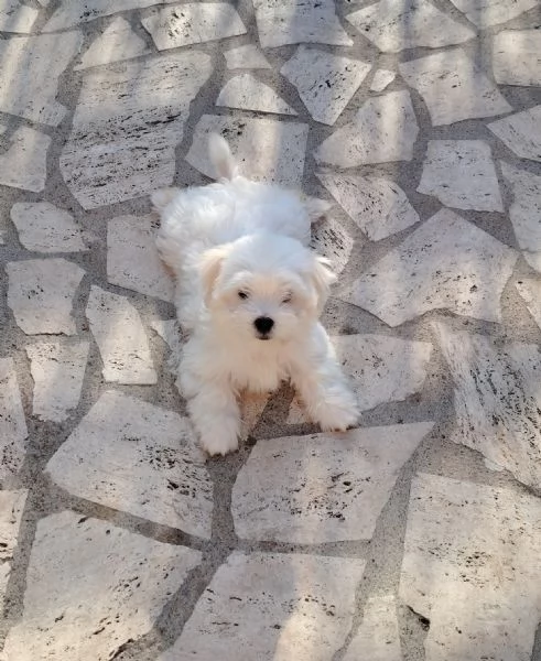 Cucciolo maltese 