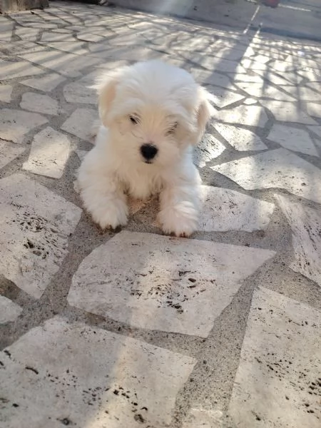 Cucciolo maltese  | Foto 5