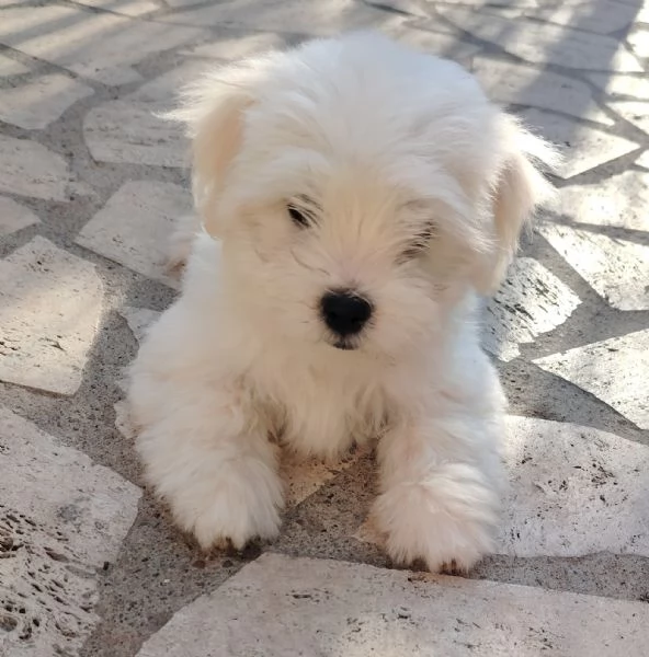 Cucciolo maltese  | Foto 4