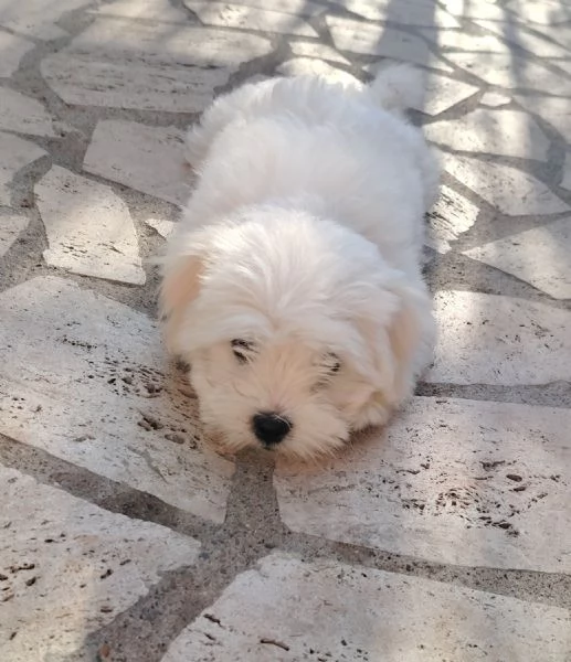 Cucciolo maltese  | Foto 3