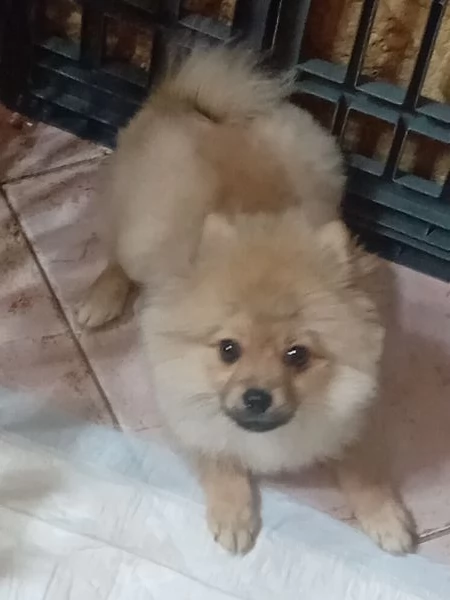 Pomerania nano | Foto 1