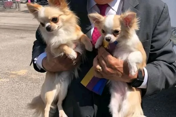 Cuccioli di chihuahua eccezionali