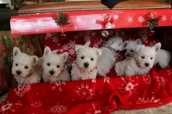 Westie dell'AKC