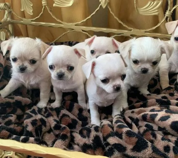 Bellissimi cuccioli di chihuahua