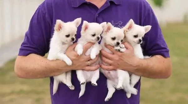 Bellissimi cuccioli di chihuahua in cerca di adozione...