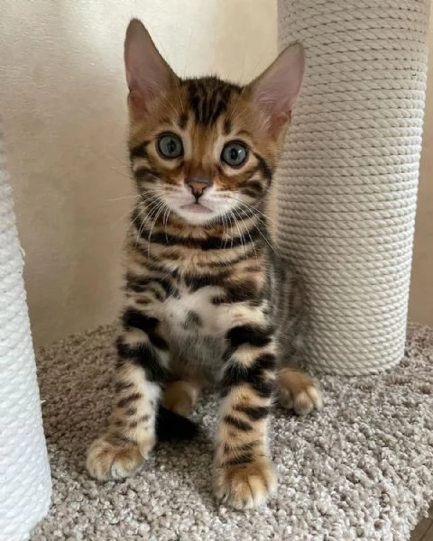 Cuccioli puri di gatto Bengala