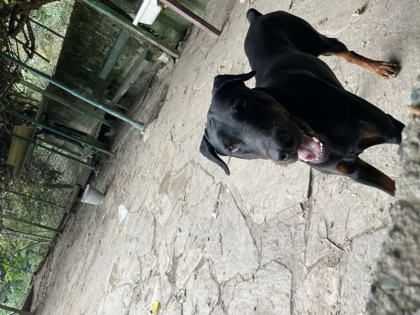 Dobermann con pedigree in vendita 