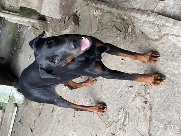 Dobermann con pedigree in vendita  | Foto 1