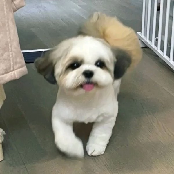 Cuccioli di razza pura di shih tzu disponibili