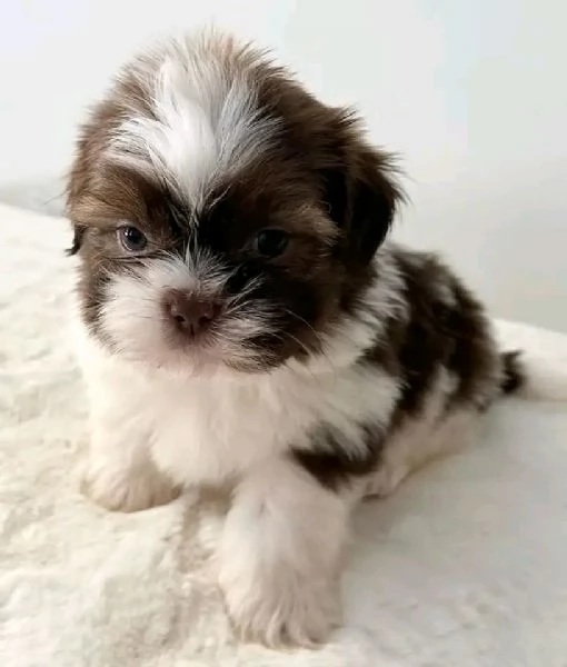 Cuccioli di shih tzu maschi e femmine AKC