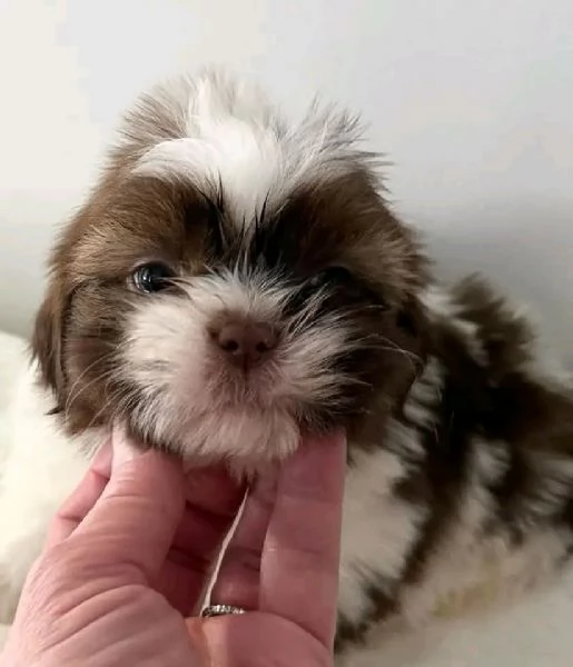 Cuccioli di shih tzu fantastici