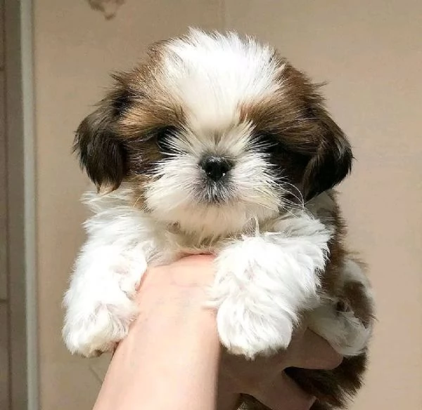 Due cuccioli di shih tzu