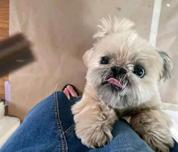 Shih tzu sano