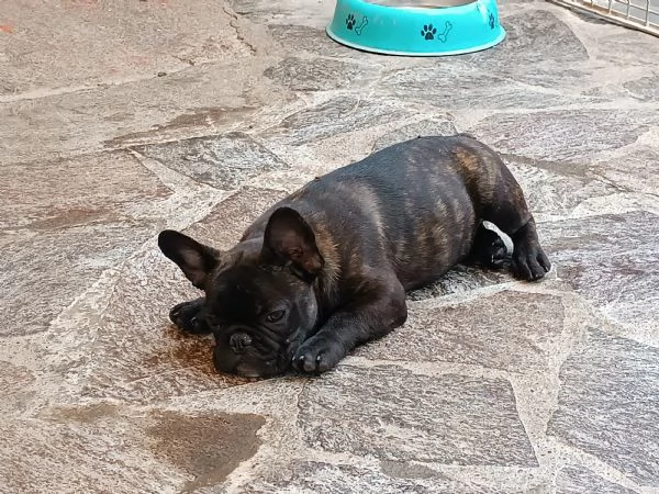 Cuccioli bulldog bouledogue francese  | Foto 5