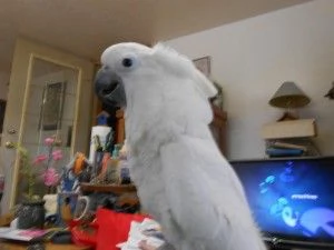 Pappagalli cacatua disponibili per il ritiro