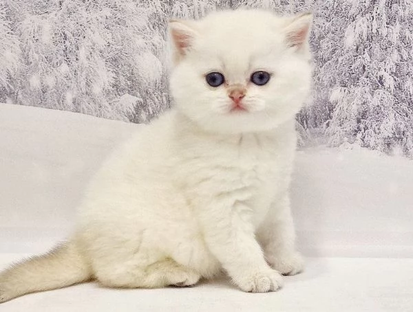 REGALO PREZIOSO Gattino British shorthair WhatsApp il numero sotto