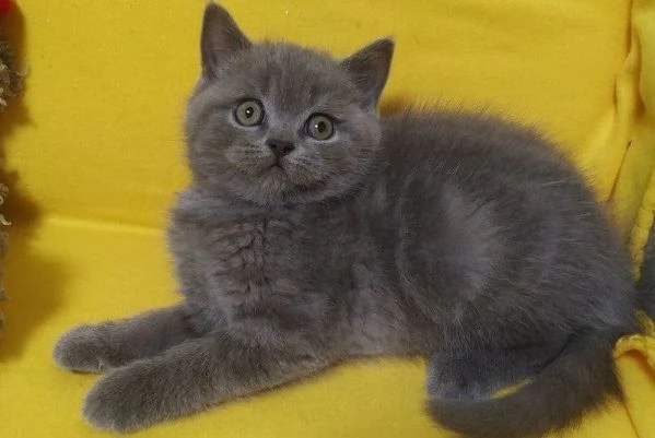 REGALO PREZIOSO Gattino British shorthair WhatsApp il numero sotto | Foto 0