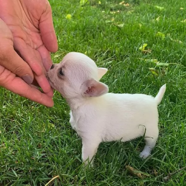 Adorabili cuccioli di Chihuahua per nuove case | Foto 0