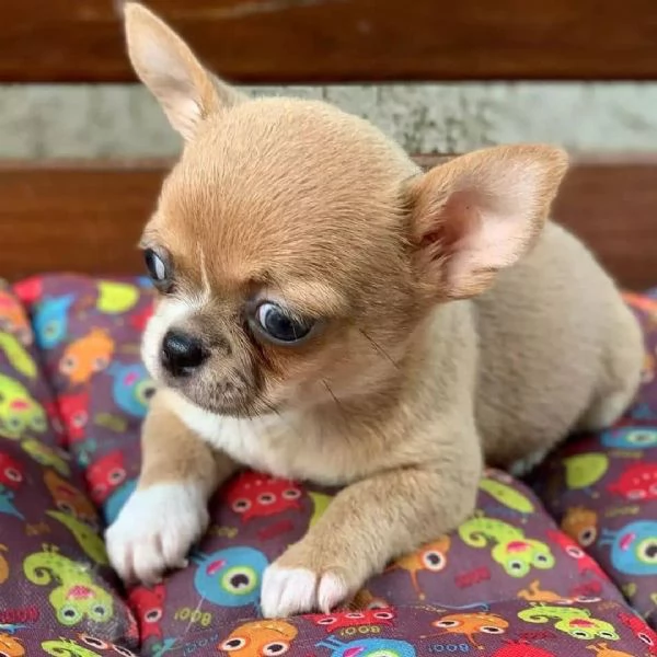 Adorabili cuccioli di Chihuahua per nuove case