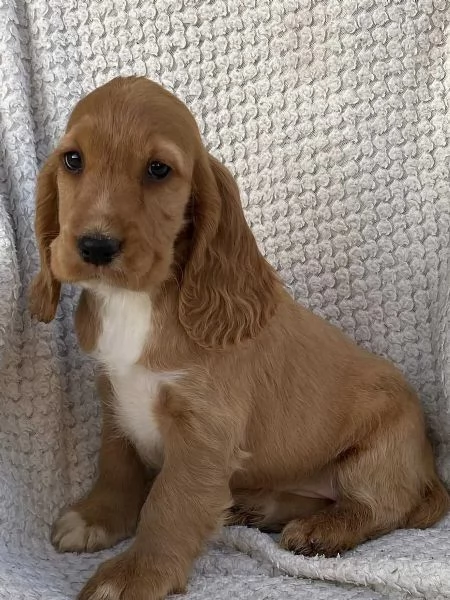 Sono nati dei bellissimi cuccioli di segugio bassotto. | Foto 0