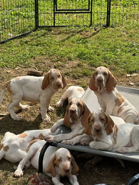 Cuccioli di bracco italiano con pedegree | Foto 0