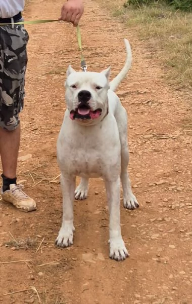 Dogo Argentino/Pastore dell'Asia centrale