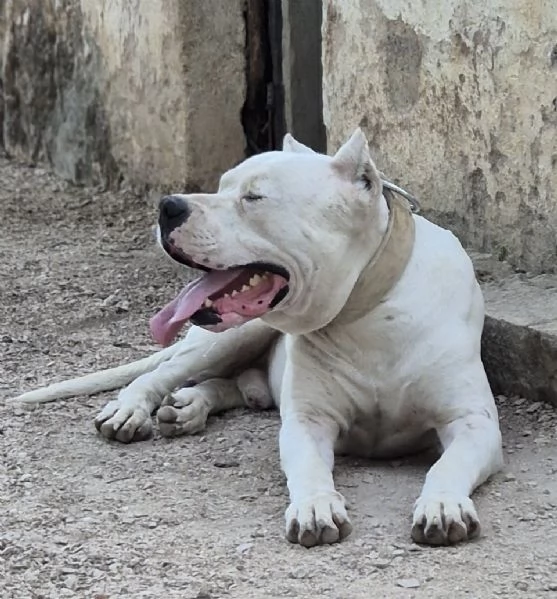 Dogo Argentino/Pastore dell'Asia centrale | Foto 1