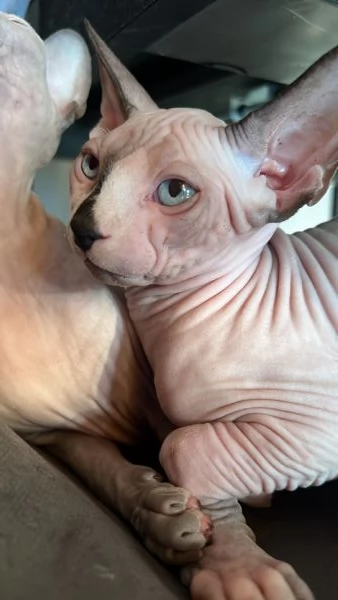 Sphynx | Foto 3