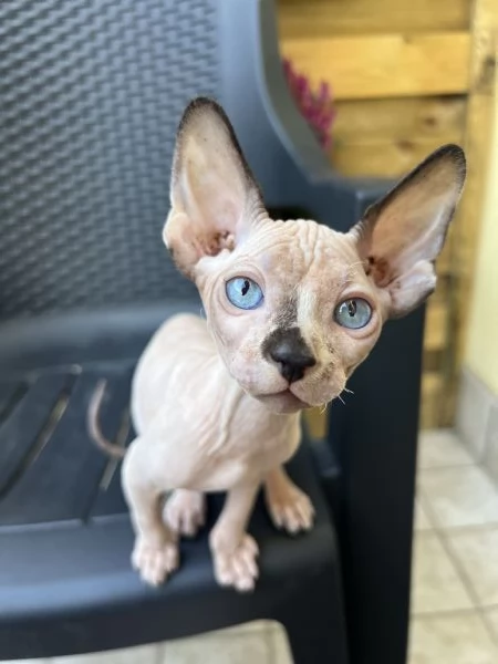 Sphynx | Foto 2