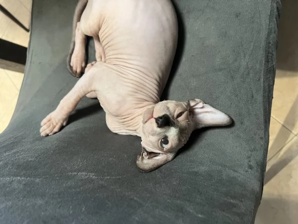 Sphynx | Foto 0