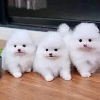 Regalo, bellissimi cuccioli di Pomerania in adozione