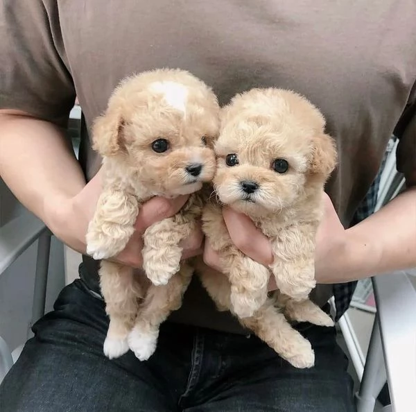 Regalo. Adorabili cuccioli di barboncino in adozione