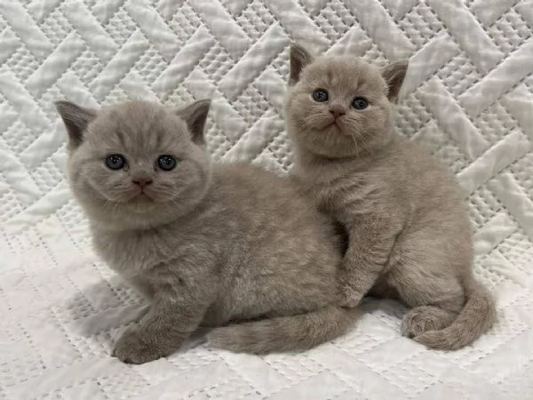 Regalo, gattini British Shorthair in adozione.