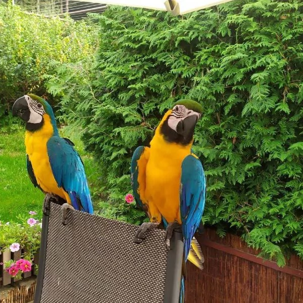 Gift, adopt these beautiful Macaw parrots