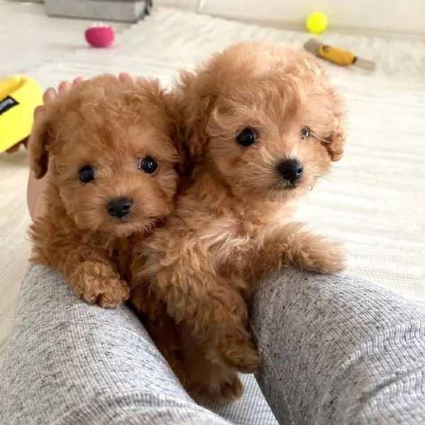 Bellissima cucciolata di cuccioli di barboncino in adozione