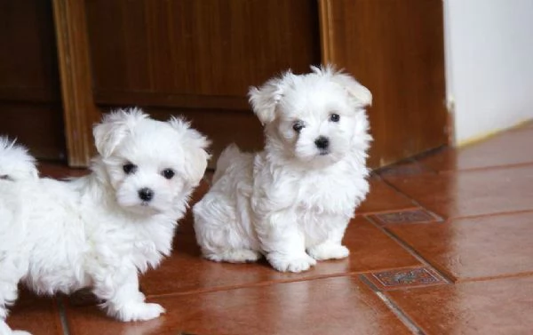 bellissimi cuccioli di maltese maschi e femmine in adozione