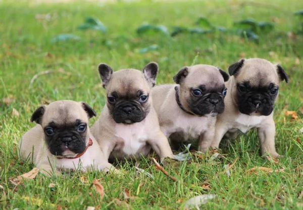 Adorabili cuccioli di carlino in cerca di adozione