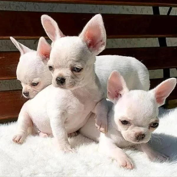 Bellissimi cuccioli di chihuahua in adozione