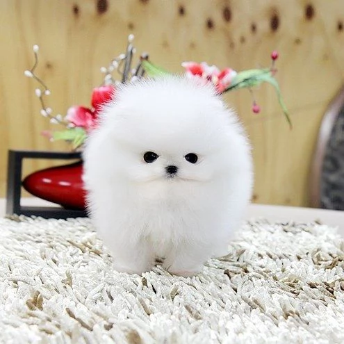 Cuccioli di Pomerania in adozione