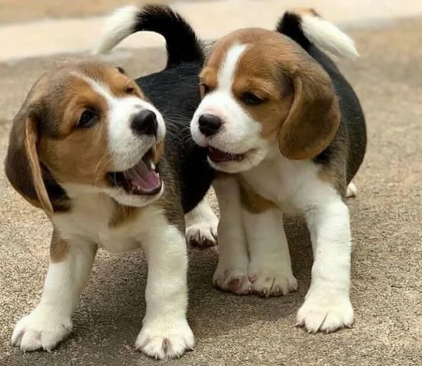 CUCCIOLI DI BEAGLE 